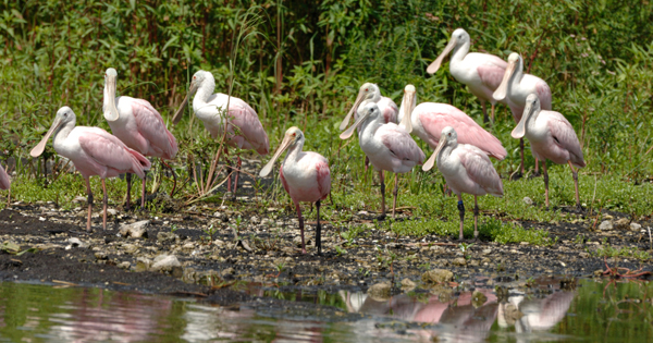pink roseate spoonbills beside shallow water