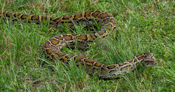 Python on grass