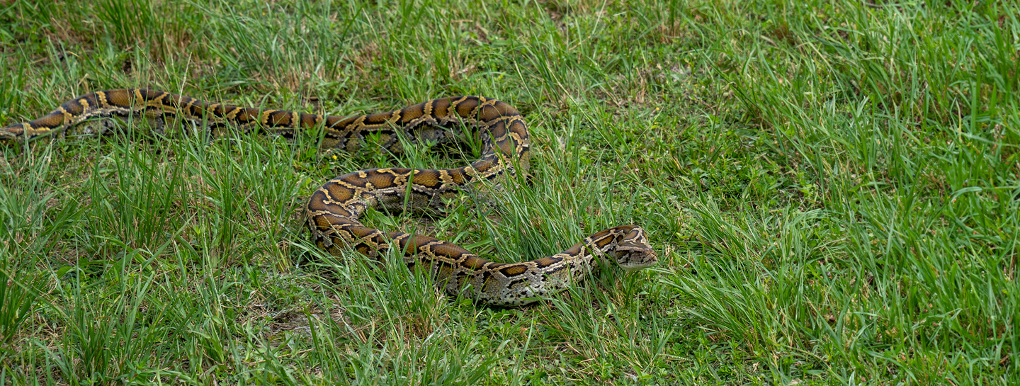 python on the grass