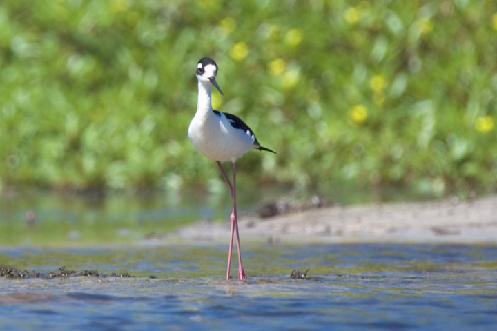A black-necked stilt in shallow water, with yellow primrose flowers in the background
