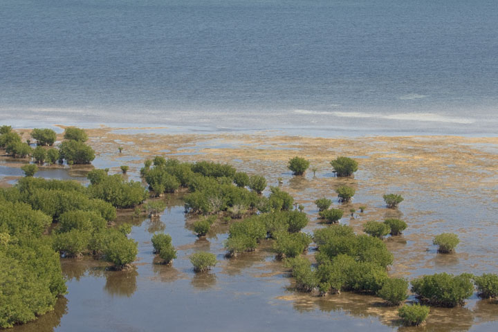 Biscayne Bay Coastal Wetlands