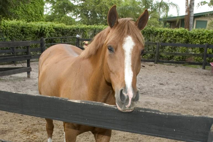 Horse standing behind a wooden fence.