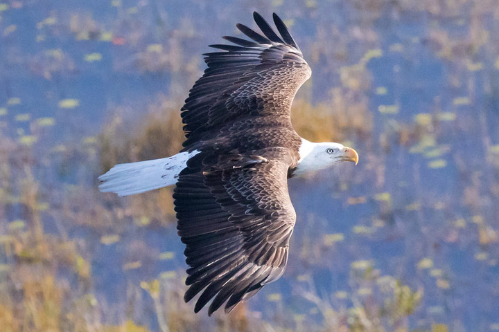 Bald eagle soaring above a calm body of water.