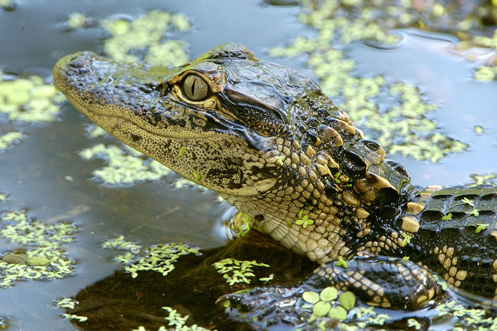 Baby alligator on the water in a swamp.