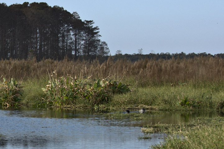 Calm lake surrounded by vegetation