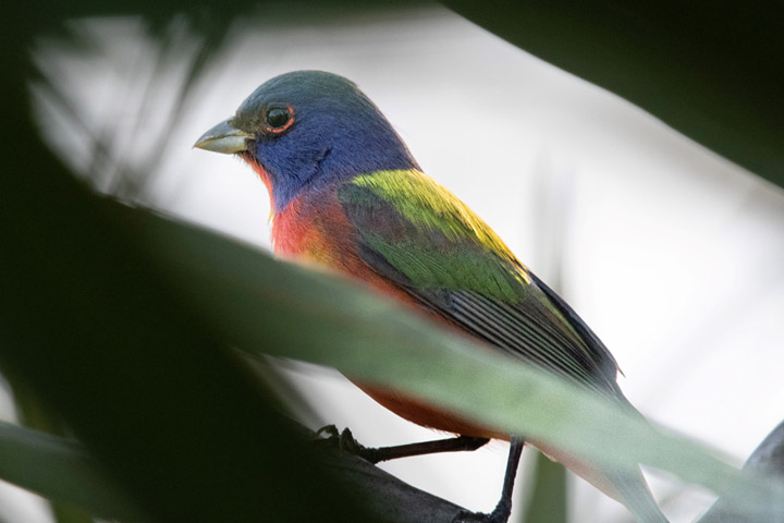 Painted bunting at Fran Reich Preserve
