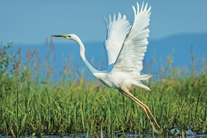 White egret flying with wings outstretched.