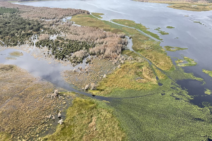 Gardner-Cobb Marsh at Lake Hatchineha