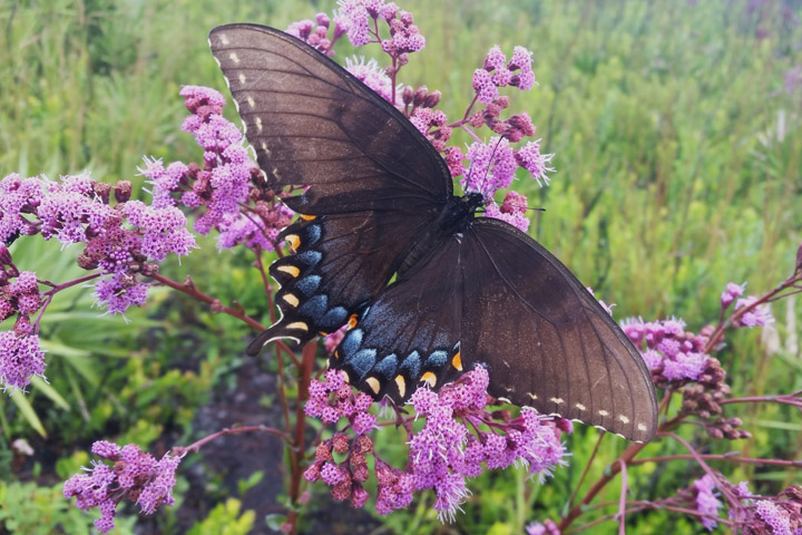 Swallowtail on hairy chaffed 