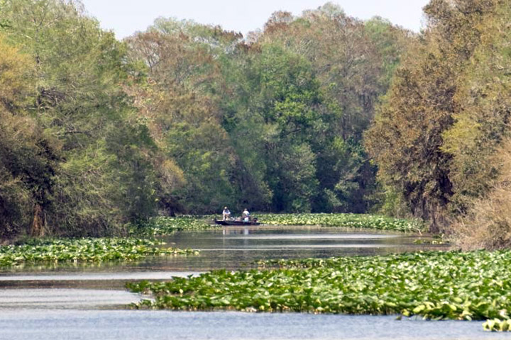 Lake surrounded by trees and vegetation