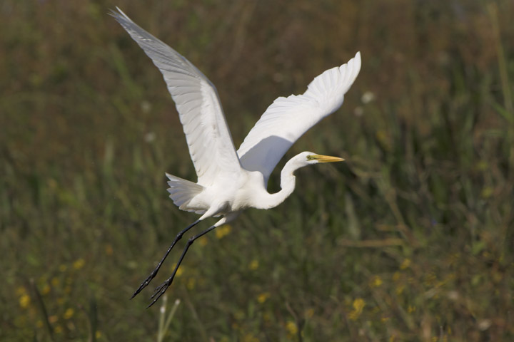 White wading bird in flight.