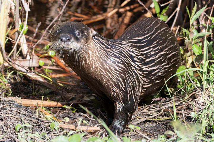 River Otter at Lakeside Ranch STA