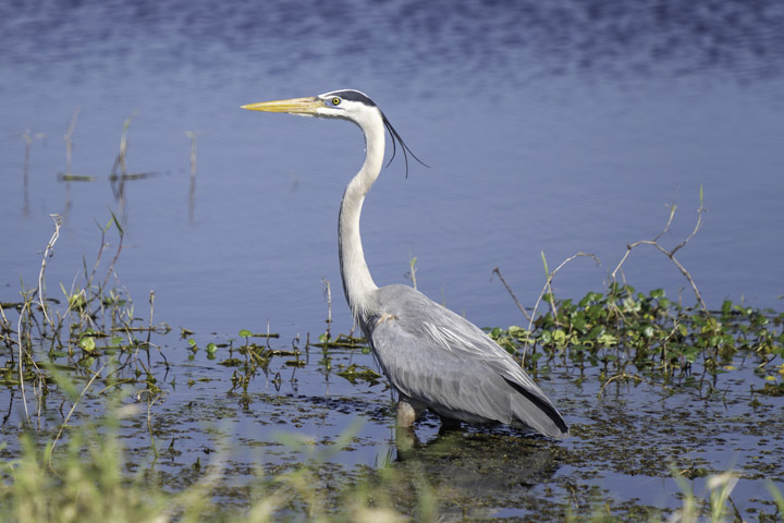 Great Blue Heron at Nubbin Slough STA