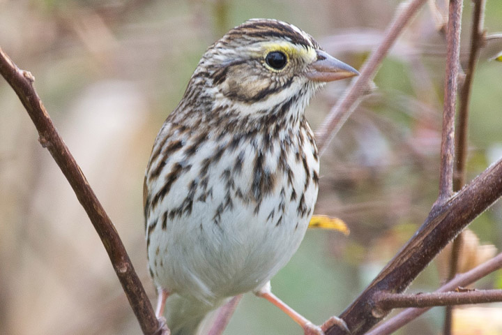 Savannah Sparrow perched on a branch