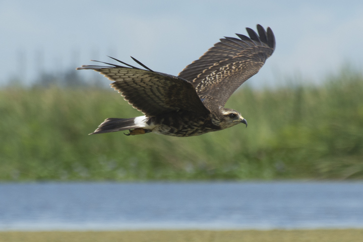 Snail Kite bird flying with wings spread.