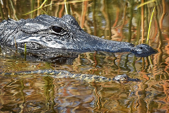 Adult alligator with baby alligator on the water.