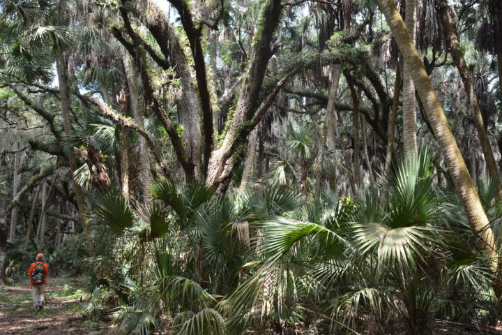 Old growth oak tree with a thick trunk and sprawling branches