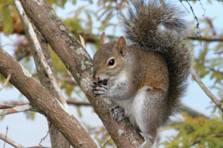 Squirrel on a tree trunk.