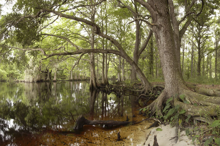 calm water reflecting the surrounding trees