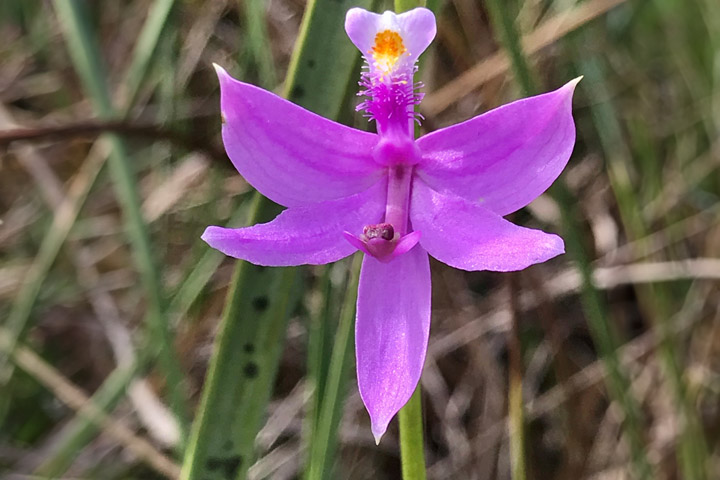 Grass Pink Orchid at Southern Glades