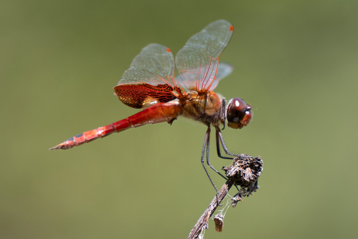Close-up of a dragonfly resting on a thin, bare branch.