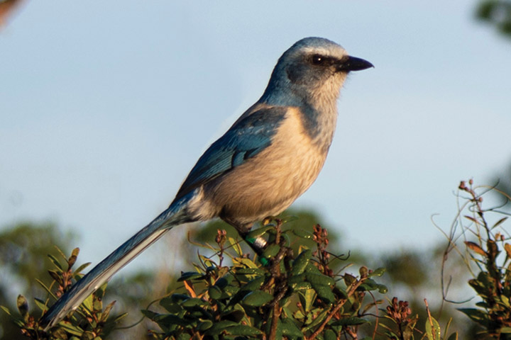 A Scrub Jay bird perched on a branch