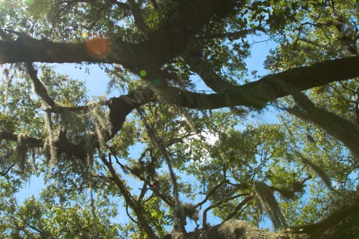 View of tree tops against the sky.
