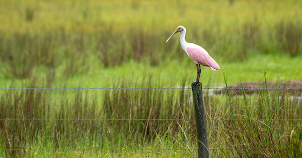Pink Roseate Spoonbill perched on a wooden fence
