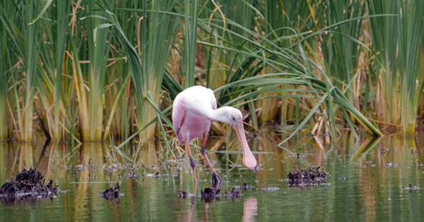 Roseate spoonbill wading through shallow water among wetland vegetation