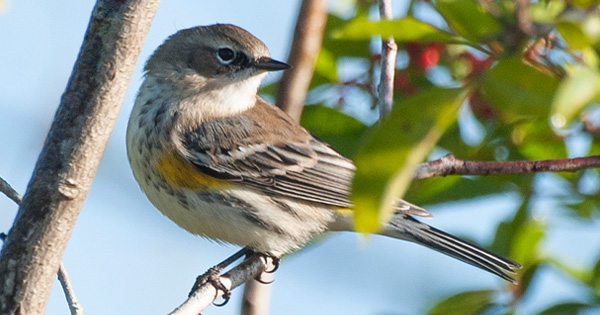 Small brown and yellow songbird perched on a tree branch 