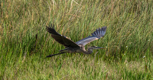 A large wading bird with outstretched wings glides over a marsh filled with tall green grasses.