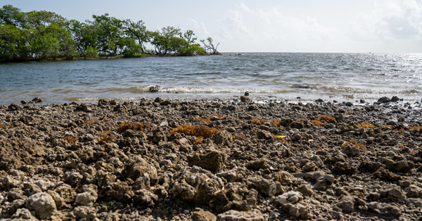 Calm water gently lapping against coastal rocks
