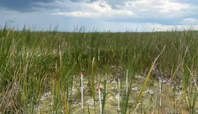 wetland filled with vegetation