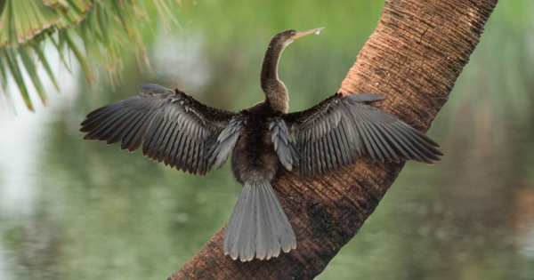 Anhinga Bird