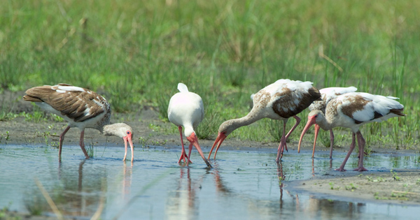 four white ibis birds drinking water