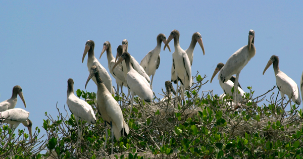 wood stork bird